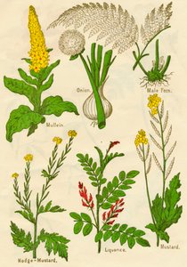 الزهور: Mullein ، Onion ، Male Fern ، Nodge-Mustard ، Liquorice ، Mustard ، c1940 بواسطة غير معروف