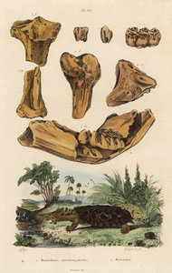 عظام أحفورية لحيوان أمريكي منقرض ، Mammut americanum 1 ، و mata mata ، Chelus fimbriata 2 بواسطة غير معروف