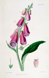 Foxglove Digitalis purpurea ، القرن التاسع عشر. بواسطة غير معروف