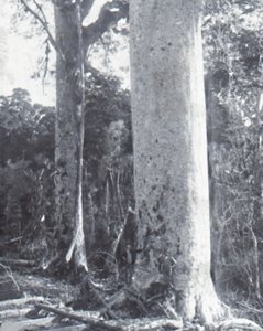 شجرة Kauri العملاقة ، أواخر القرن التاسع عشر وأوائل القرن العشرين. بواسطة غير معروف