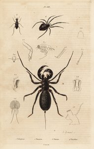العقرب السوطي العملاق ، Mastigoproctus giganteus ، الخنفساء ، أنواع Theratus ، وعنكبوت العنكبوت ، أنواع Theridion بواسطة غير معروف
