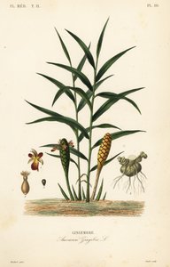 الزنجبيل أو جذر الزنجبيل ، Zingiber officinale ، Amomum zingiber ، Gingembre بواسطة غير معروف