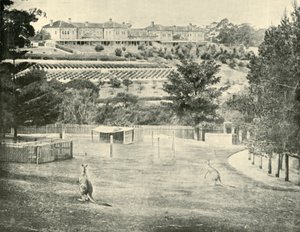 Gladesville اللجوء للمجنون ، نيو ساوث ويلز ، 1901. بواسطة غير معروف
