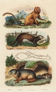 تمارين الأسد الذهبي ، Leontopithecus rosalia ، المهددة بالانقراض 1 ، المرموط الألبي ، Marmota marmota 2 and den ، و ferret or polecat ، موستيلا بوتوريوس 3 بواسطة غير معروف