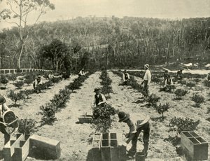 مزرعة جوسبيري ، جلينبروك ، 1901. بواسطة غير معروف