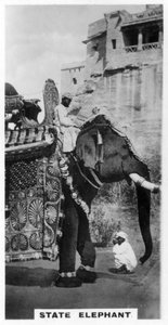 فيل حكومي في زي الدولة ، جنوب الهند ، c1925 بواسطة غير معروف