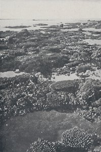 الحاجز المرجاني العظيم ، 1924 بواسطة غير معروف