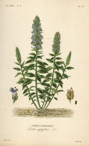 اللوبيليا الزرقاء العظيمة ، اللوبيليا siphilitica ، Lobelia siphylitica ، Lobelie siphylitique بواسطة غير معروف