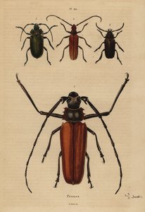 خنفساء كبيرة طويلة القرون ، أساور Enoplocerus 1 ، 2 Aegosoma scabricorne ، تجذب البيرودات 3 و 4 Prionus desmaretii بواسطة غير معروف