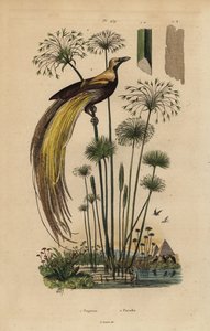 أكبر طيور الجنة ، الجنة Apoda ، وعشب البردي ، Cyperus Papyrus بواسطة غير معروف