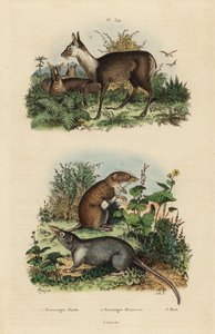 الزبابة بيضاء الأسنان الكبيرة ، Crocidura Russula 1 ، زبابة المسك الرمادية ، Suncus murinus 2 وغزال المسك الداكن ، Moschus fuscus ، المهددة بالانقراض 3 بواسطة غير معروف