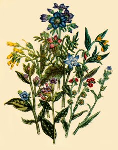 "مجموعة من عائلة Forget-Me-Not Family" ، ١٨٤٦ ، ١٩٤٤. بواسطة غير معروف