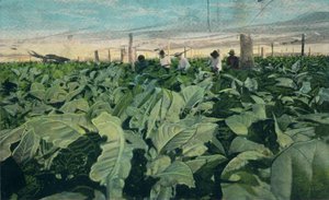 زراعة التبغ ، كوبا ، 1909 بواسطة غير معروف