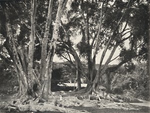 Gummibaume Ficus Elastica ، 1926 بواسطة غير معروف