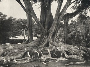 شجرة مطاطية مثل اللوحة 14 ، منظر جزئي لجذور المجلس ، 1926 بواسطة غير معروف
