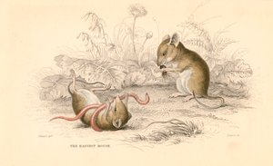حصاد الفأر Micromys minutus من العالم القديم ، 1828 بواسطة غير معروف