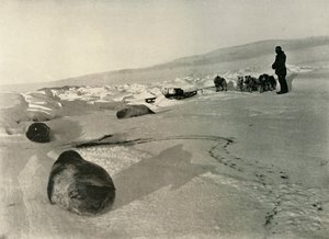احالة ختم اللحوم للربع الشتاء ، c1908 ، 1909 بواسطة غير معروف