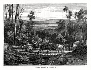 سحب الأخشاب ، أستراليا ، 1877 بواسطة غير معروف