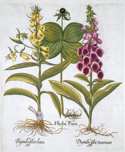 عشب باريس Solanum quadrifolium ، قفاز الثعلب الثعلب المشترك Digitalis Purpurea كبير أصفر Foxglove بواسطة غير معروف