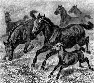 قطيع تاربان ، 1893 بواسطة غير معروف