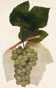 هيدالغو ، 1908. بواسطة غير معروف