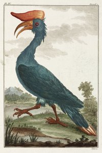 طائر البوقير الأسود بواسطة غير معروف