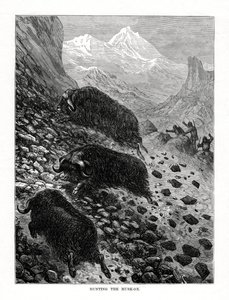 صيد المسك 1877 بواسطة غير معروف