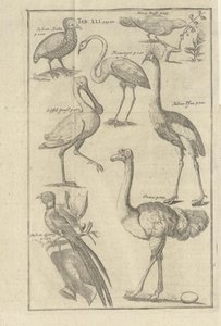 Illustrasjon hentet fra boken وصف Vorgebürges des Guten Hope و Hottentots av Kolb ، Peter og utgitt av Bey Peter Conrad Monath (de، 1745) بواسطة غير معروف