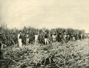 في مزرعة سكر في كوينزلاند ، 1901. بواسطة غير معروف