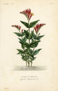 الوردي الهندي أو بينكروت الغابة ، Spigelia marilandica ، Spigelia marylandica ، Spigelie du Maryland بواسطة غير معروف