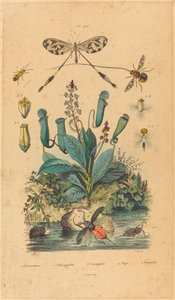 حشرات وزهور ، نُشرت عام 1837. بواسطة غير معروف