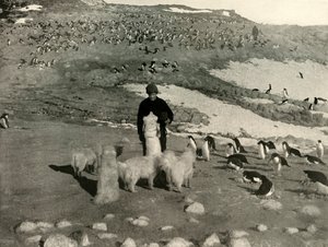 جويس والكلاب في Penguin Rookery ، c1908 ، 1909. بواسطة غير معروف