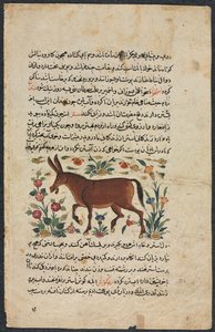 خار الحمار ، من كتاب ممتاز لنزهة-ناما يي علي ، 1400s. بواسطة غير معروف