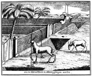 خيل خويسوا يحاصر الظباء ، جنوب إفريقيا ، القرن الثامن عشر 1931 بواسطة غير معروف