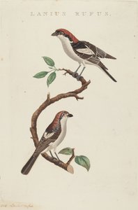 صوف أحمر. بواسطة غير معروف