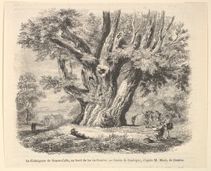 Le Châtaignier de Neuve-Celle ، على ضفاف بحيرة جنيف ، بعد Daubigny ، 1835-1878. بواسطة غير معروف