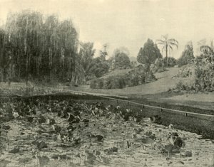 ليلي بوند ، حدائق بريسبان النباتية ، 1901. بواسطة غير معروف