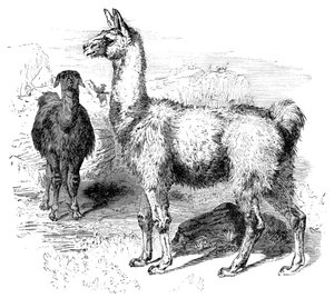 اللاما ، c1880 بواسطة غير معروف