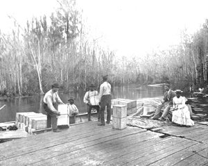 تحميل البرتقال على نهر Ocklawaha River ، فلوريدا ، الولايات المتحدة الأمريكية ، c1900. بواسطة غير معروف