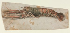 جراد البحر ، 1600s. بواسطة غير معروف