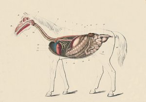 القسم الطولي من الحصان ، c1879. بواسطة غير معروف