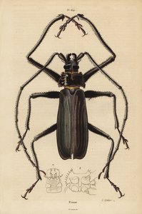 خنفساء Macrotoma hayesii بواسطة غير معروف