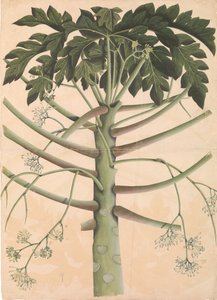 ذكر شجرة البابايا ، كاليفورنيا. 1790-1800. بواسطة غير معروف