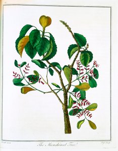 شجرة Manicheel Hippomane mancinella أو Poison Guava ، c1795 بواسطة غير معروف