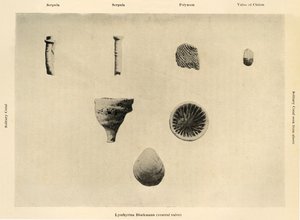 الكائنات البحرية ، التكبير 1 12 ، c1908 ، 1909. بواسطة غير معروف