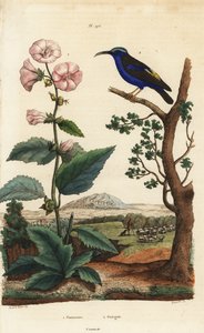 نسيم عليل ، Althaea officinalis 1 ، والعسل الأرجواني ، Cyanerpes caeruleus 2 بواسطة غير معروف