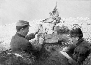 إصدار الحمام الزاجل في الخط الأمامي ، الحرب العالمية الأولى ، 1915 بواسطة غير معروف