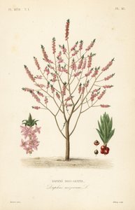 Mezereon أو spurge laurel ، Daphne mezereum ، Daphne bois-gentil بواسطة غير معروف
