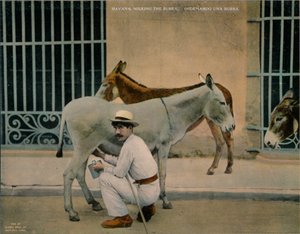 حلب الحمير ، هافانا ، كوبا ، عام 1920 بواسطة غير معروف