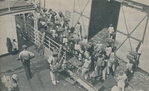 مواطنون يقومون بتحميل الموز في كينغستون ، جامايكا ، يهتفون المزامير الاسكتلندية ، 1937 بواسطة غير معروف